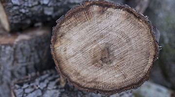 EU-Holzhandelsverordnung