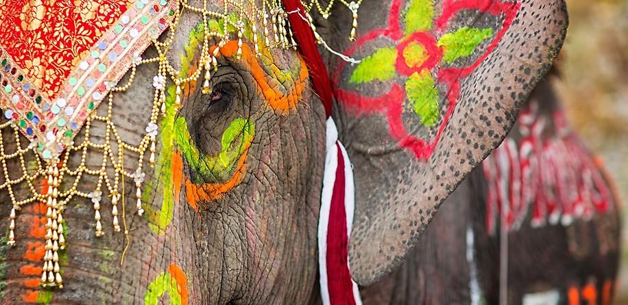 Elefant_Indien