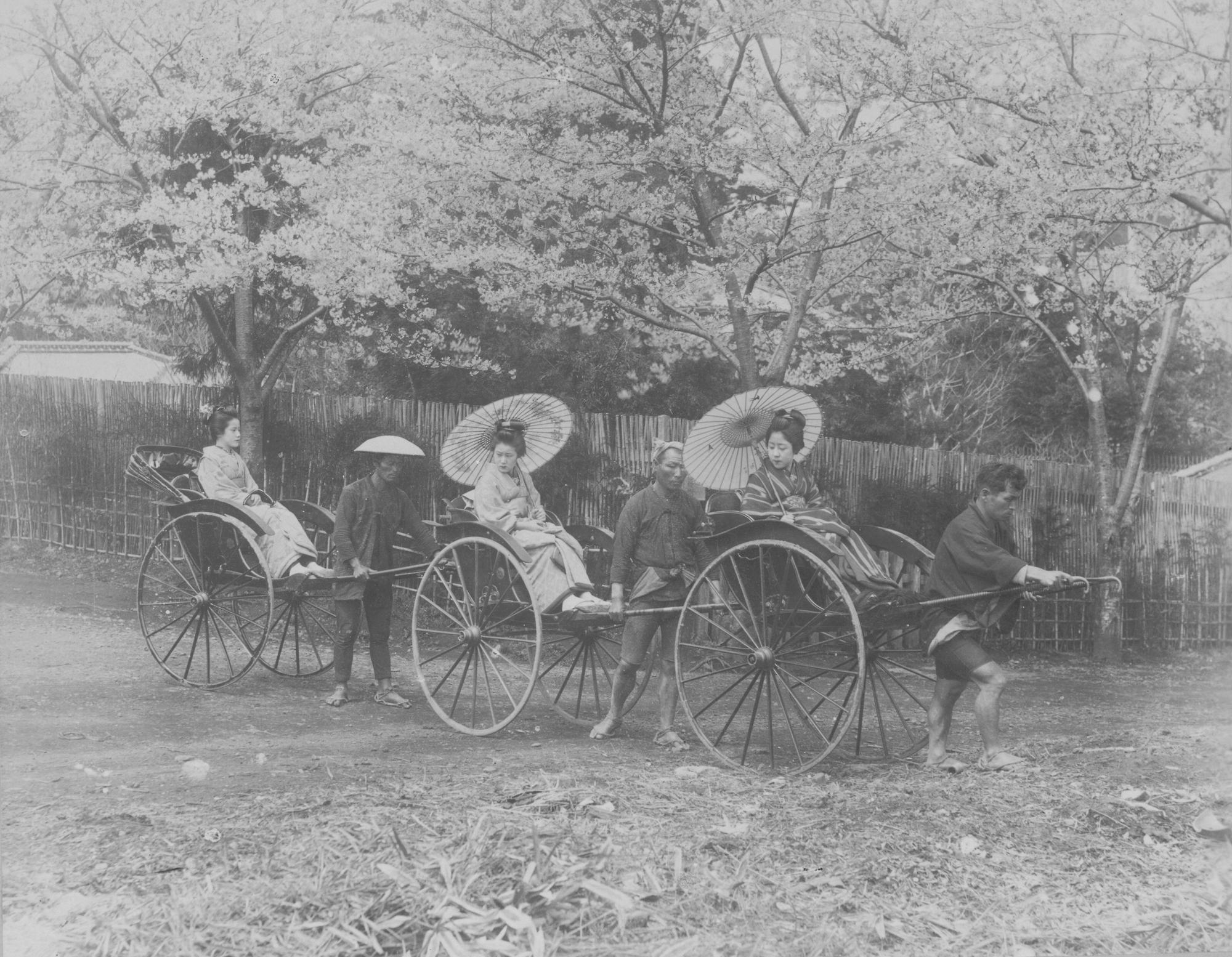 Japanische Damen auf dem Weg zum Kirschblütenfest, 1900